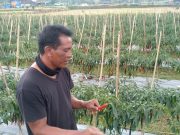 Harga Cabai Melambung, Petani kian Sumringah
