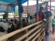 Idul Adha, Badung Siapkan Tim Pemeriksa Hewan Kurban
