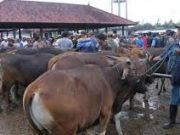 Jelang Idul Adha, Permintaan Sapi Melonjak hingga 30 Persen