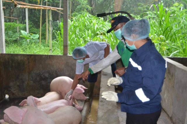 Babi (2)