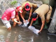 Tingkatkan Populasi Ikan Air Tawar, Pemkab Badung Tebar Benih di Sungai dan Sumber Mata Air