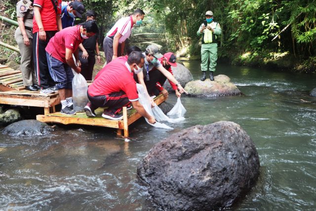 Tabur Benih Ikan (1)