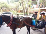 Sabtu-Minggu Gratis, Dokar City Tour Denpasar kembali Beroperasi