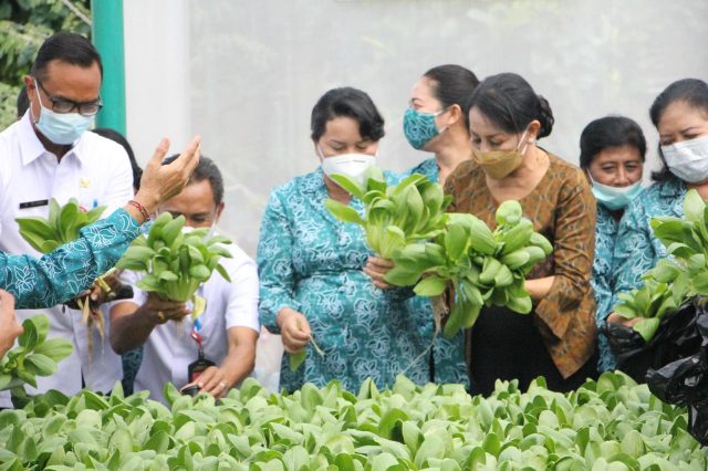 menghadiri acara panen raya sayur pakcoy organik di BPP Abiansemal (2)