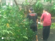 Tim Respons Cepat Desa Pemecutan Kelod Sigap Atasi Pohon Tumbang