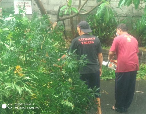 Tim Respons Cepat Desa Pemecutan Kelod Sigap Atasi Pohon Tumbang
