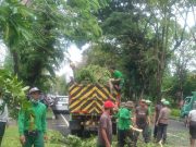 Antisipasi Risiko Badai La Nina, DLHK Denpasar Intensifkan Perompesan Pohon Perindang