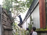 Antisipasi Pohon Tumbang di Musim Penghujan, Tim Respons Cepat Desa Sumerta Klod Lakukan Perompesan Pohon