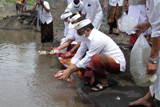 ikan3