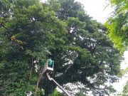 Musim Penghujan Masih Terjadi, DLHK Denpasar Intensifkan Perompesan Antisipasi Pohon Tumbang
