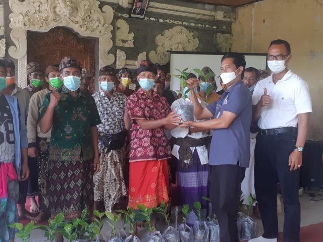 Bibit Kopi Arabika (2)