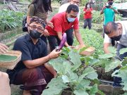 Walikota Jaya Negara Panen Sayur di Empelan Terbin Desa Sumerta Klod