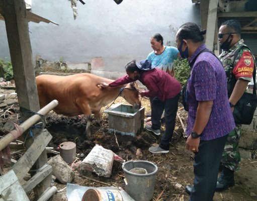 Cegah Penularan Virus PMK, Kelurahan Penatih Lakukan Vaksinasi