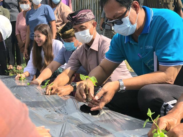 Gerakan Tanam Cabai (2)