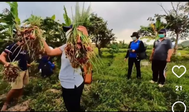 bawang