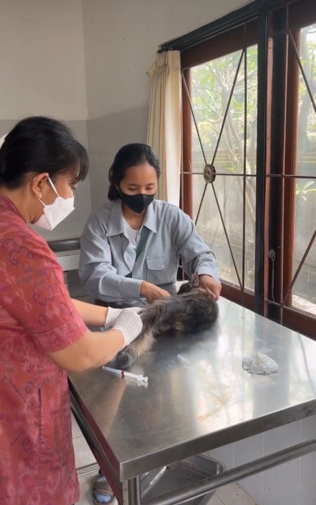 pets