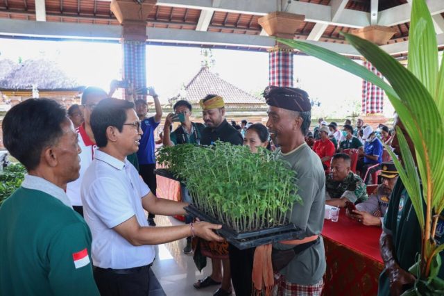 Bibit Kelapa dan Cabai (5)