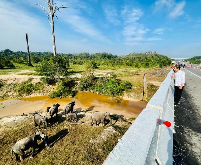 gajah
