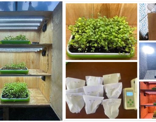 Solusi “Urban Farming”, Mahasiswa Teknik Pertanian dan Biosistem Kembangkan Microgreen Lobak