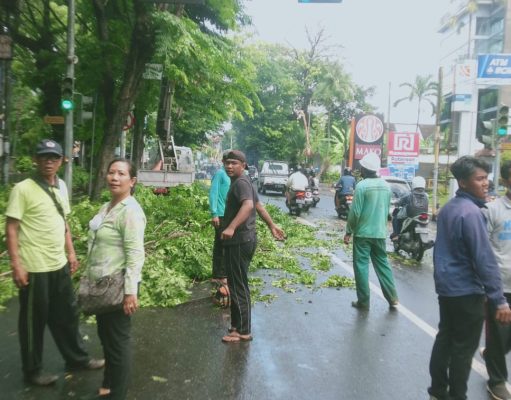 Cegah Tumbang, Pemkot Denpasar Lakukan Perawatan Pohon Perindang