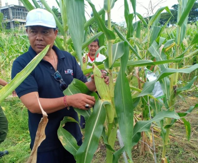jagung2