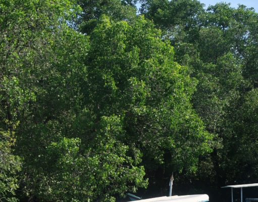 Jelang BK FPar Ke-38, Fakultas Pariwisata Unud Gelar Kegiatan Bersih-bersih Kawasan Mangrove