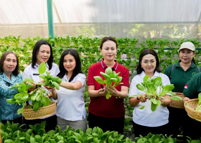 Panen Sayur Pokcoy (1)