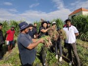 Pemkot Denpasar Sukses Panen Bawang Merah di Subak Buaji, Hasil Pengembangan 4 Ha Lahan Jadi Langkah Nyata Kendalikan Inflasi Daerah