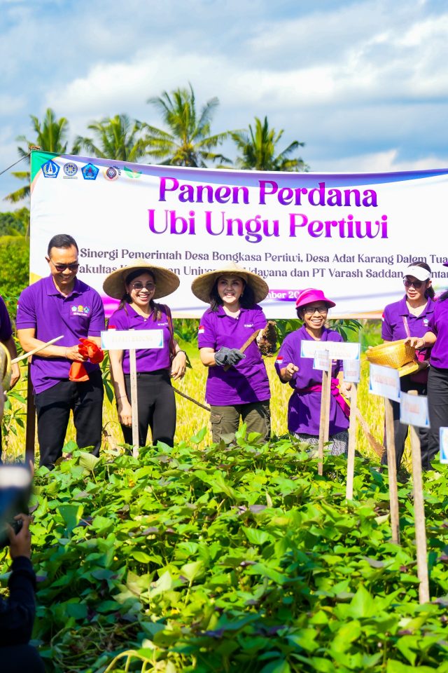 Panen Perdana Ubi Ungu (2)