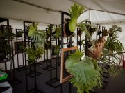 Aneka Jenis Simbar Dipamerkan di Mangupura Platycerium Exhibition