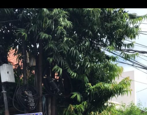 Sasar Sejumlah Ruas Jalan, Satpol PP Denpasar Tertibkan Puluhan Media Promosi