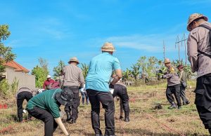 Optimalkan Lahan Bera, Dinas Pertanian Denpasar Tanam Jagung Manis di Subak Intaran Barat