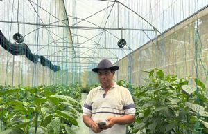 Dukungan Permodalan dari BRI Dorong Pertanian Paprika Organik, Petani Lokal Mampu Tembus Pasar Premium