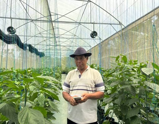 Dukungan Permodalan dari BRI Dorong Pertanian Paprika Organik, Petani Lokal Mampu Tembus Pasar Premium