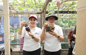 Panen Anggur di Subak Peraupan Barat, Ketua TP PKK Antari Jaya Negara Dorong “Urban Farming” dan Agrowisata Berkualitas