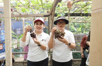 Panen Anggur di Subak Peraupan Barat, Ketua TP PKK Antari Jaya Negara Dorong “Urban Farming” dan Agrowisata Berkualitas