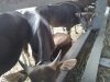 Karantina Bali Amankan Truk Sapi dengan Dokumen Palsu