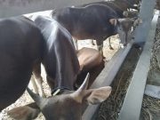 Karantina Bali Amankan Truk Sapi dengan Dokumen Palsu