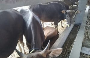 Karantina Bali Amankan Truk Sapi dengan Dokumen Palsu