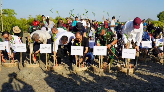 mangrove2