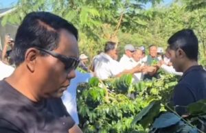Anom Gumanti Hadiri Panen Kopi Petik Merah di Badung Agro Techno Park Petang