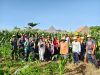 Panen Jagung Manis Golden Boy di Subak Intaran Barat, Lahan Bera Hasilkan 3,21 Ton