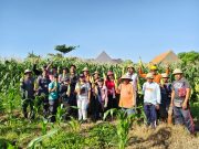Panen Jagung Manis Golden Boy di Subak Intaran Barat, Lahan Bera Hasilkan 3,21 Ton