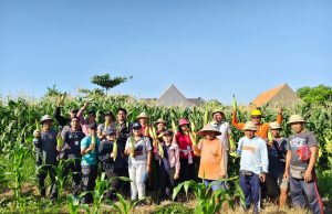 Panen Jagung Manis Golden Boy di Subak Intaran Barat, Lahan Bera Hasilkan 3,21 Ton