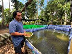 KUR BRI Dukung Pengembangan UMKM Produktif, Pembibitan Lele di Bali Tingkatkan Kapasitas Produksi