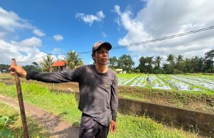 KUR BRI Jadi Penopang Modal, Petani Bunga Pacah Terus Jaga Pasokan Sarana Upacara di Tengah Fluktuasi Harga dan Tantangan Cuaca