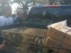 Gagalkan Penyelundupan 284 Burung, Karantina Bali Cegah Ancaman Flu Burung dan Perdagangan Satwa Liar