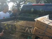 Gagalkan Penyelundupan 284 Burung, Karantina Bali Cegah Ancaman Flu Burung dan Perdagangan Satwa Liar