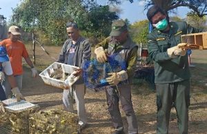 Disembunyikan di Bagasi Bus, Karantina Bali Gagalkan Penyelundupan 284 Burung Ilegal