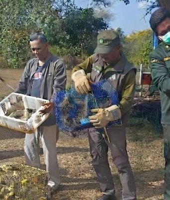 Disembunyikan di Bagasi Bus, Karantina Bali Gagalkan Penyelundupan 284 Burung Ilegal